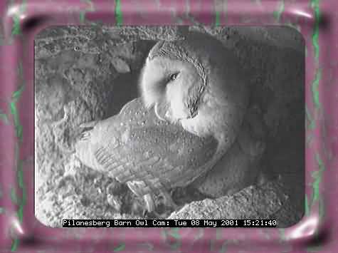 OWL-26