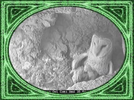 OWL-28