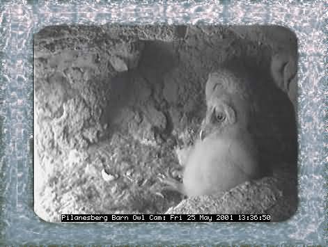 OWL-30