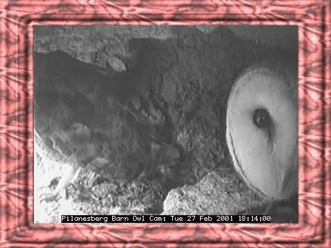 OWL-8