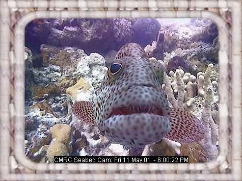 FISHIES-1