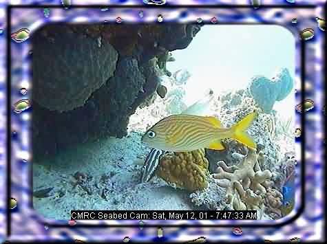FISHIES-2