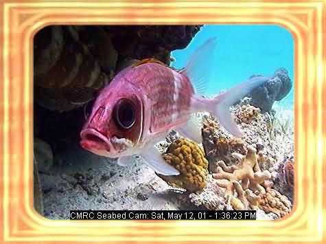 FISHIES-3