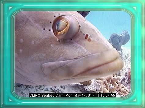 FISHIES-4