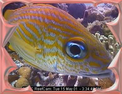 FISHIES-6