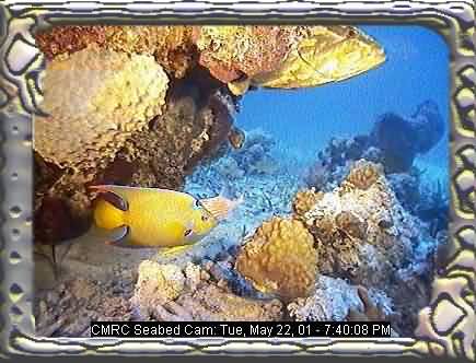 FISHIES-8