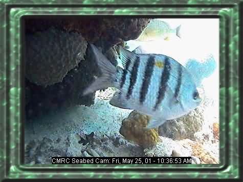 FISHIES-9