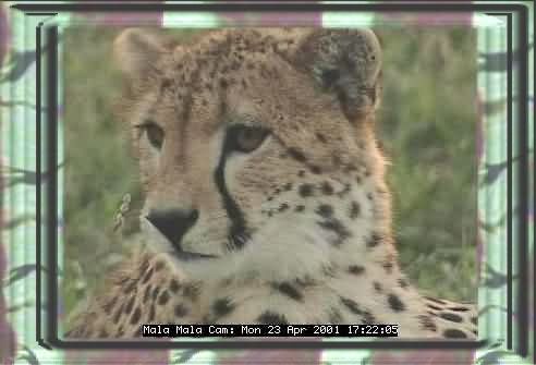TV-9